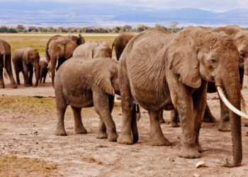 National parks and reserves in Kenya