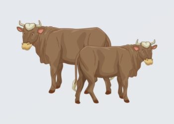 World's economy explained with two cows