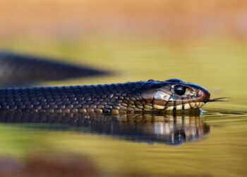 How to survive a snake bite