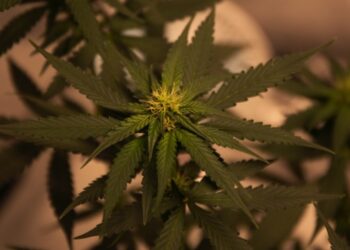 How to use CBD for healthy digestive system