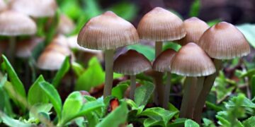 Magic mushrooms: The future of mental health care