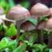 Magic mushrooms: The future of mental health care