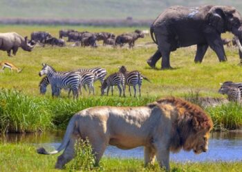 Top 10 best national parks in Kenya