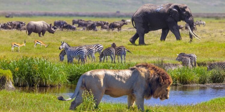 Top 10 der besten Nationalparks in Kenia