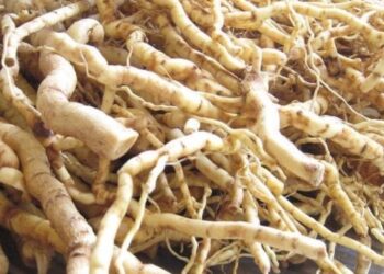 Health benefits of Mondia Whitei