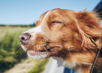 Rules you need to know while traveling with dogs