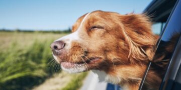 Rules you need to know while traveling with dogs