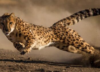 Top 10 fastest big cats in the world