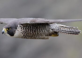 Top 20 fastest animals in the world