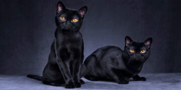 Common myths about Bombay cats