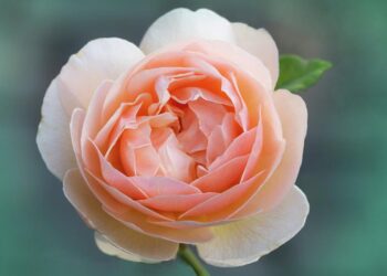 Top 10 most expensive flowers in the world