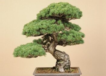 Top 10 most expensive plants in the world