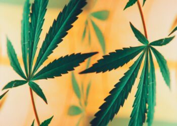 Efficacy of CBD and THC on epilepsy