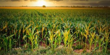 Top 20 most produced cash crops in Africa