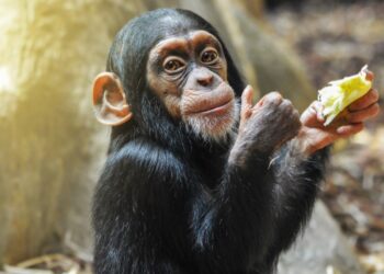 Top 10 most intelligent animals in the world