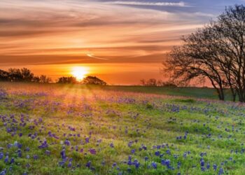 Things to consider when buying a ranch in Texas