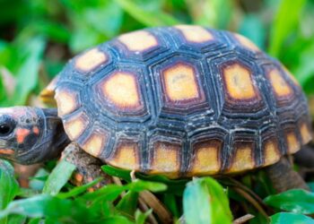 Reasons to pet a cherry head tortoise