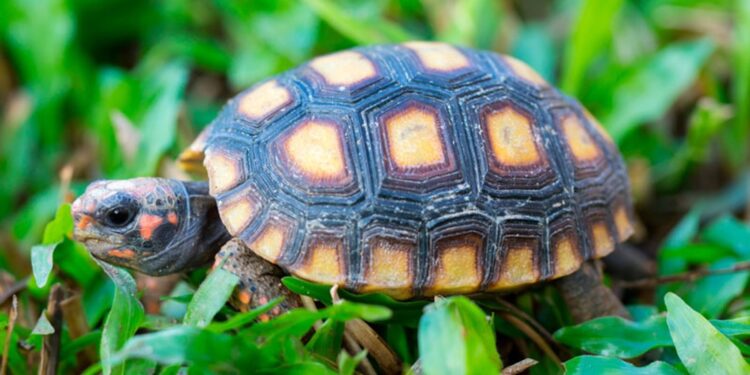 Reasons to pet a cherry head tortoise