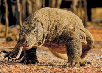 Top 20 largest animals in the world