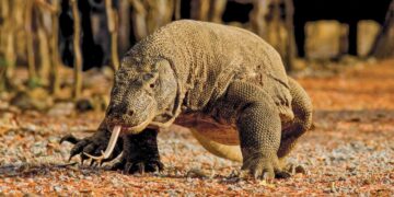 Top 20 largest animals in the world