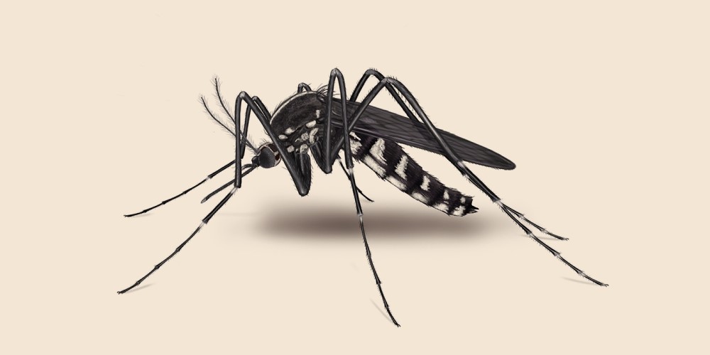 Hoe je jezelf kunt beschermen tegen muggen