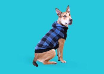 Benefits of dog clothes