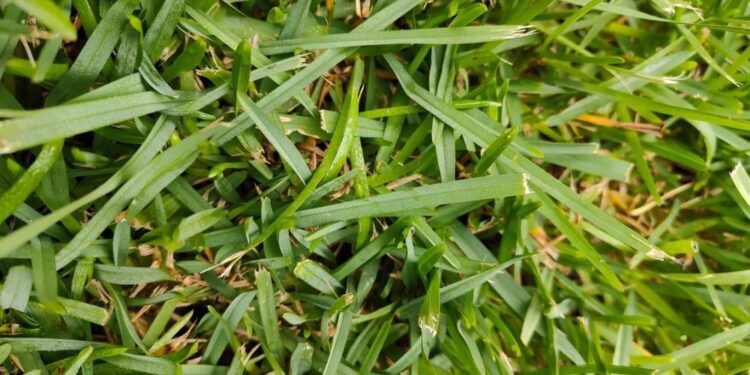 How to choose the best grass for your lawn