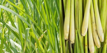 Health benefits of lemongrass