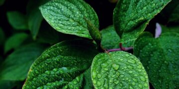 Health benefits of mint