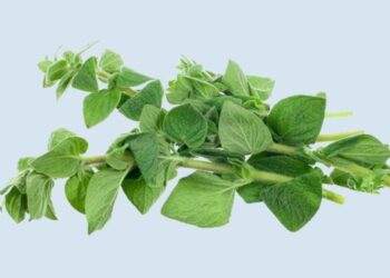Health benefits of oregano