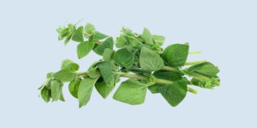 Health benefits of oregano