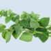 Health benefits of oregano