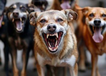 How to control stray dog population