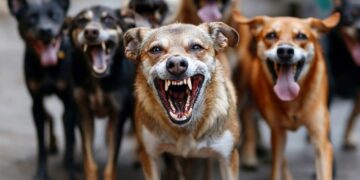 How to control stray dog population