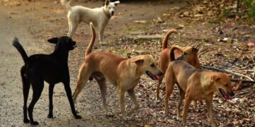 The harsh reality of stray dogs