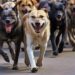 The psychology of stray dogs