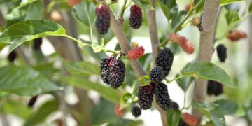 Health henefits of mulberries