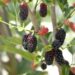 Health henefits of mulberries