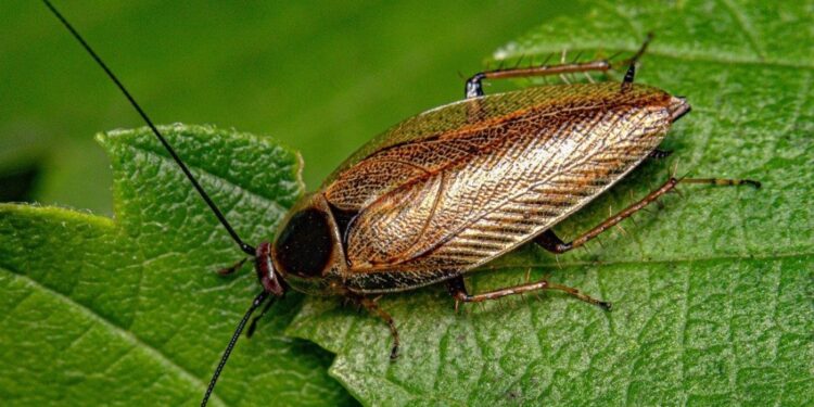 How to use baking soda for pest control