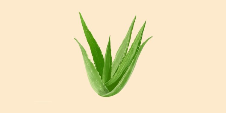 Health benefits of aloe vera