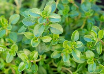 Health benefits of thyme