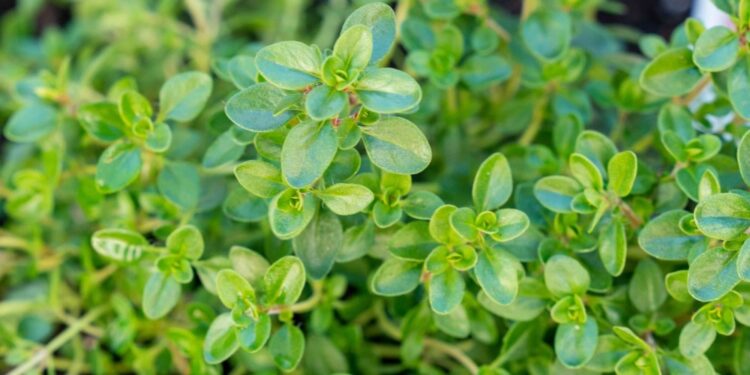 Health benefits of thyme