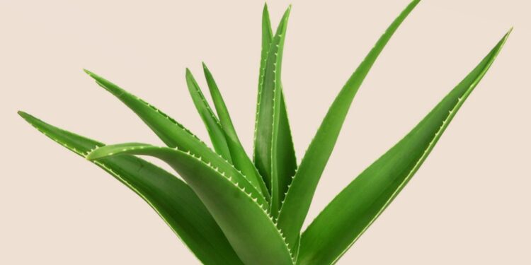 Interesting facts about aloe vera