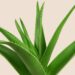 Interesting facts about aloe vera