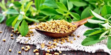Health benefits of fenugreek