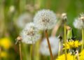 Health benefits of dandelion