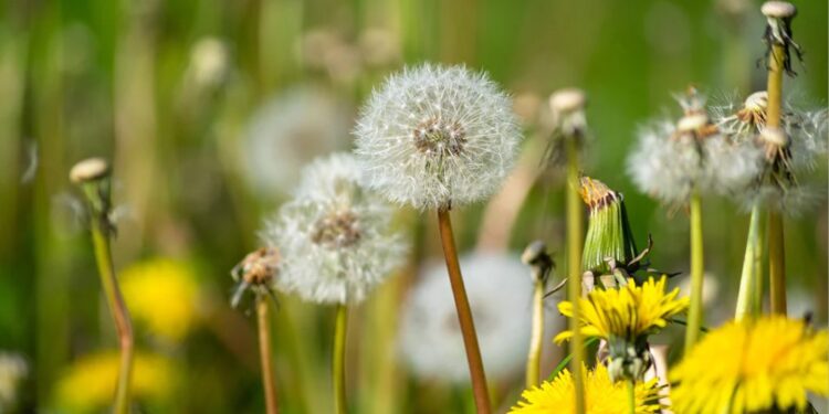Health benefits of dandelion