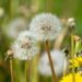 Health benefits of dandelion