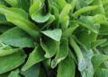 Health benefits of comfrey