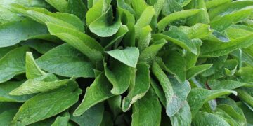 Health benefits of comfrey